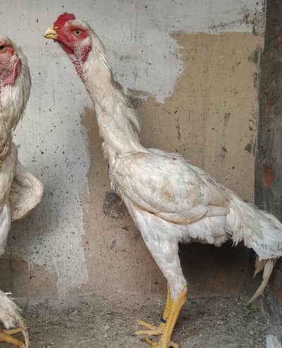 White German shamo | 6 Month old | Male | For Sale Male Only !