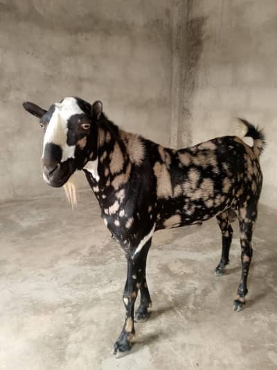 commando print tedda breeder