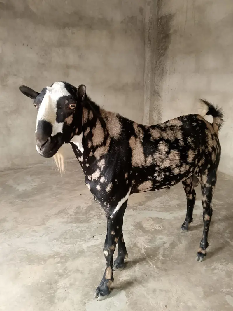 commando print tedda breeder