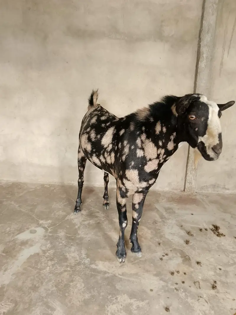 commando print tedda breeder — photo 2