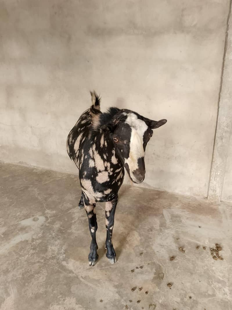 commando print tedda breeder 2