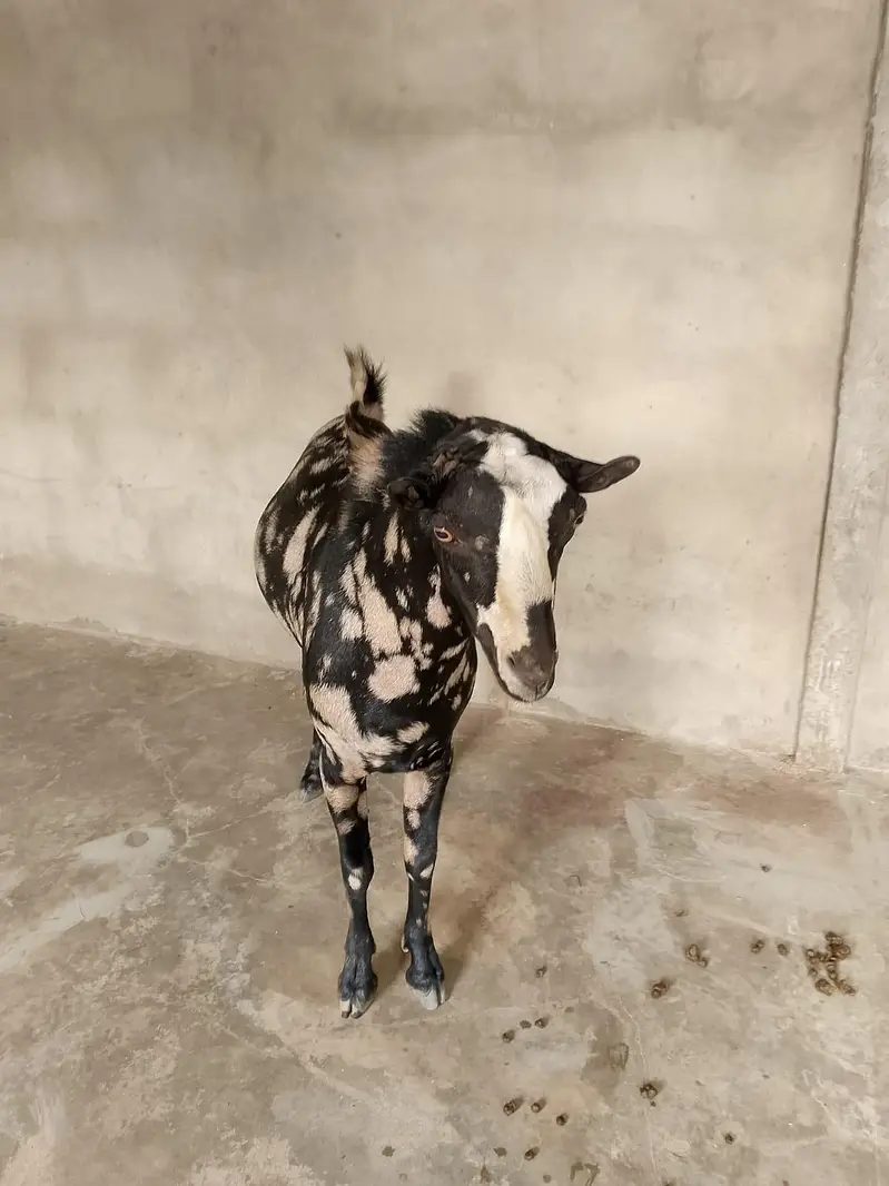 commando print tedda breeder — photo 3