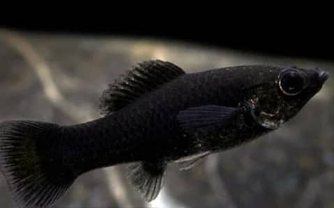 two moly fish for sale bachy dany wali Hun 1 month tak contact olx sms