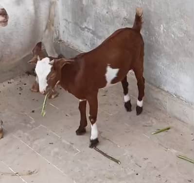 Teddy Bakra Black Tapra Goat, Breeder, Lal Lambi, Zero Female Availabl