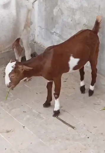 Teddy Bakra Black Tapra Goat, Breeder, Lal Lambi, Zero Female Availabl — photo 3