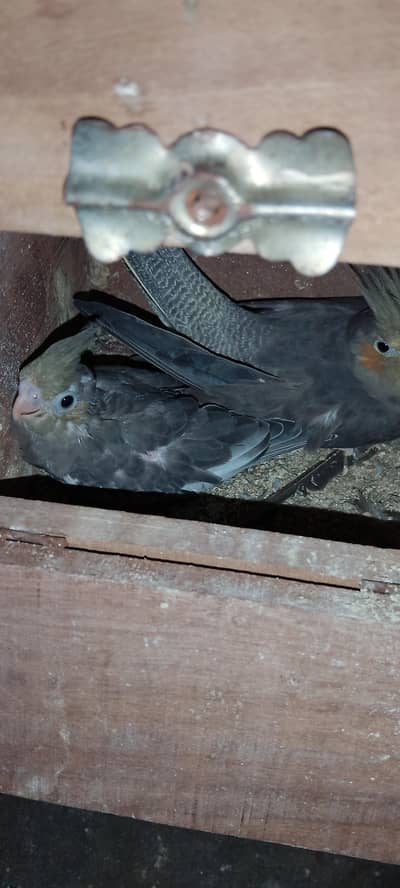 yellow chick grey male with Pearl gray female guaranteed breeder piair