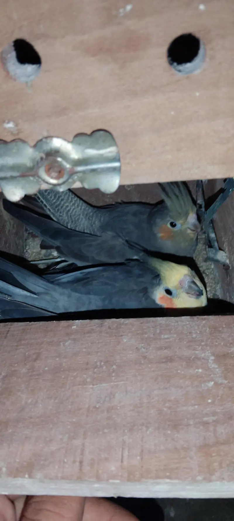 yellow chick grey male with Pearl gray female guaranteed breeder piair — photo 2