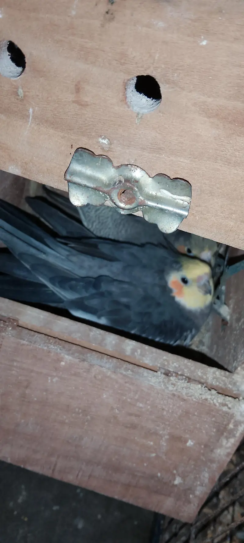 yellow chick grey male with Pearl gray female guaranteed breeder piair — photo 3