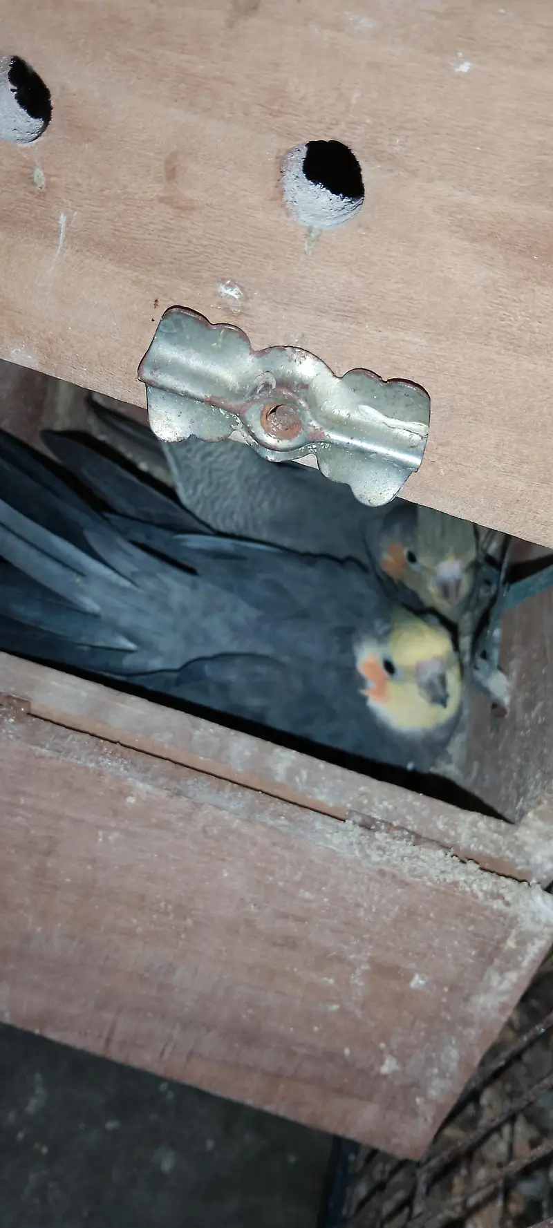 yellow chick grey male with Pearl gray female guaranteed breeder piair — photo 4