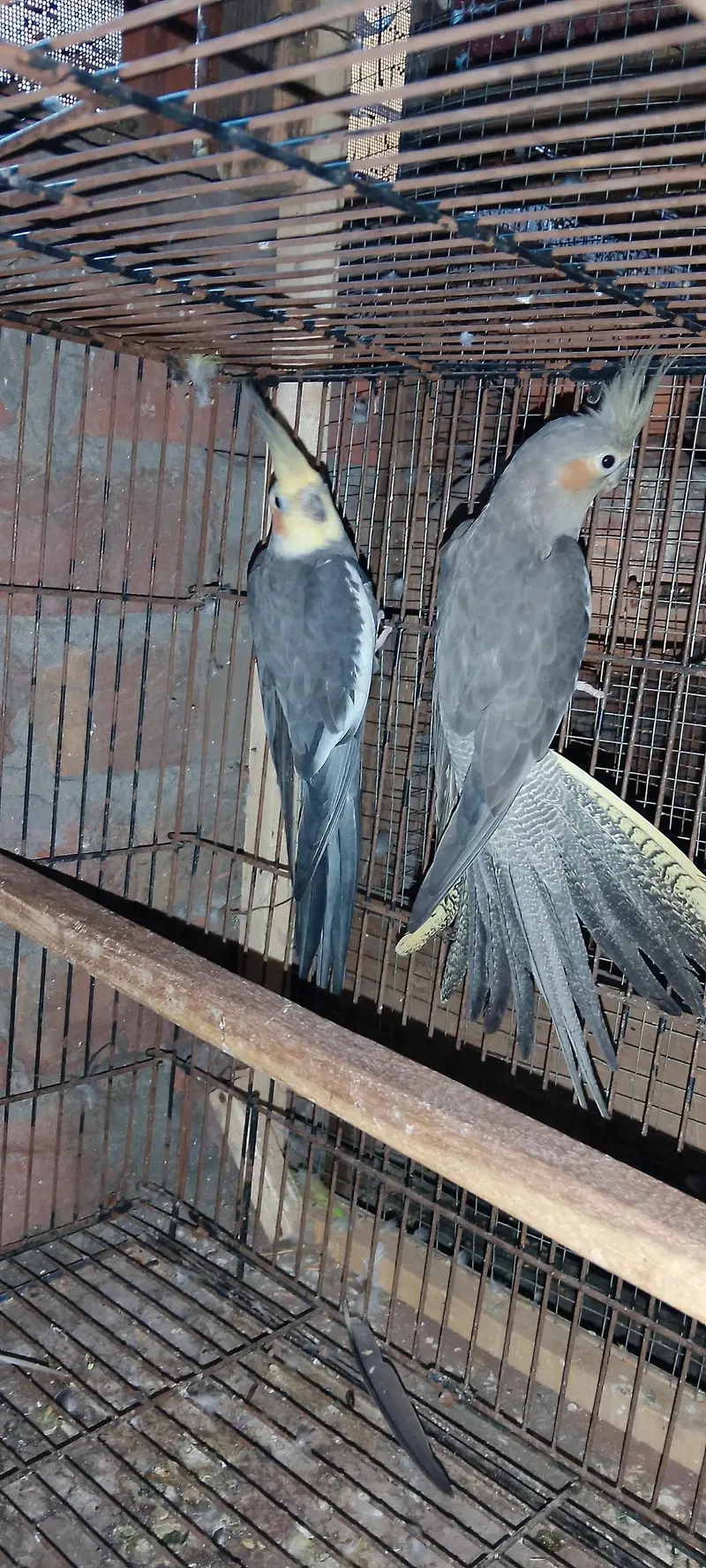 yellow chick grey male with Pearl gray female guaranteed breeder piair — photo 5