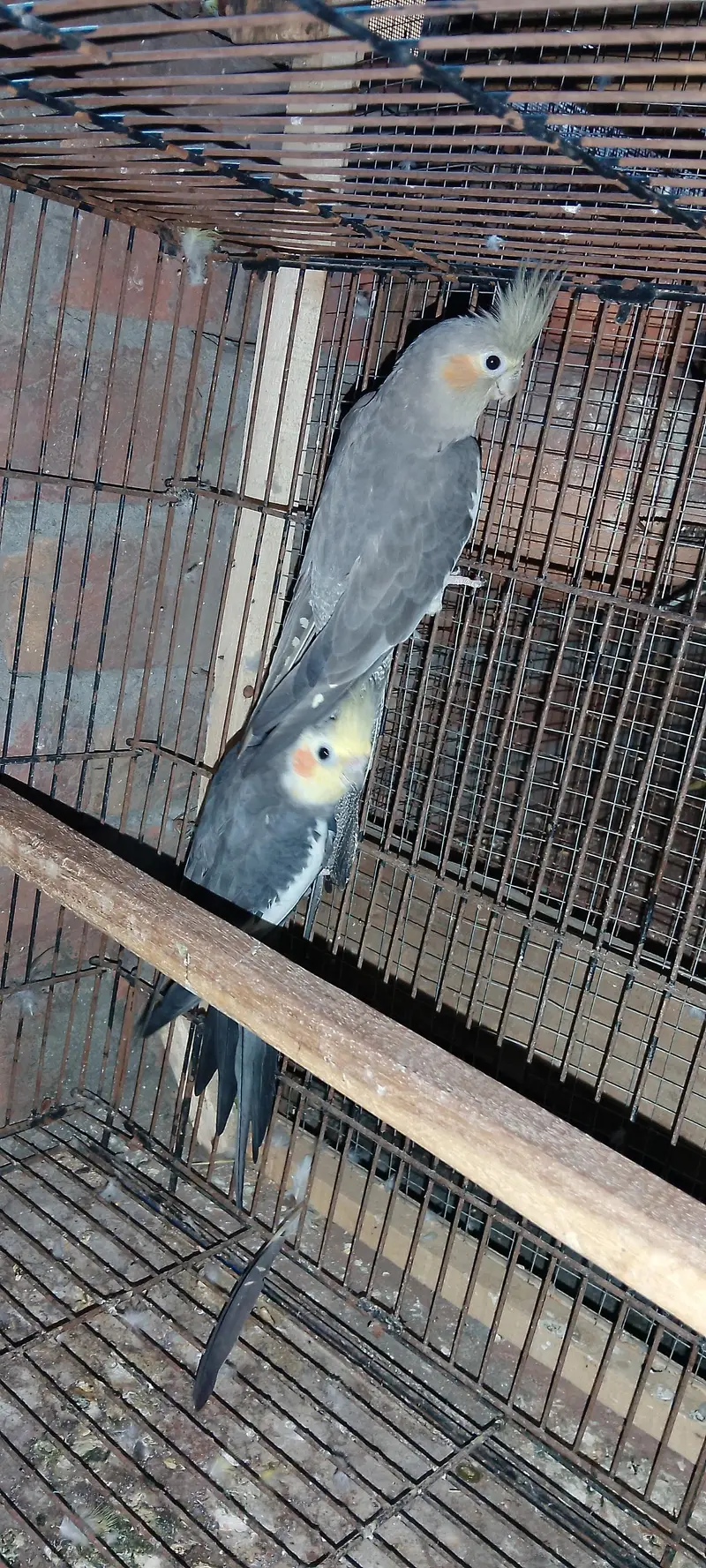 yellow chick grey male with Pearl gray female guaranteed breeder piair — photo 6