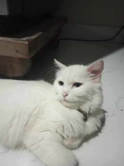 gray trained cat Lahore
