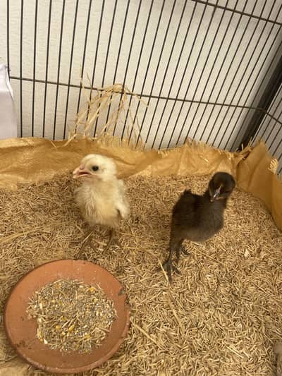 Misri chicks