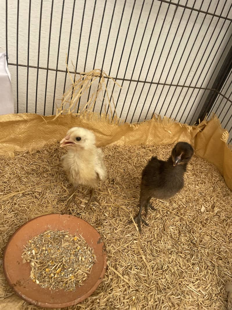 Misri chicks 0