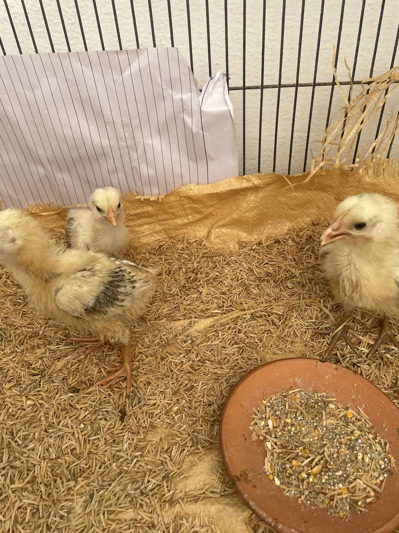 Misri chicks 1