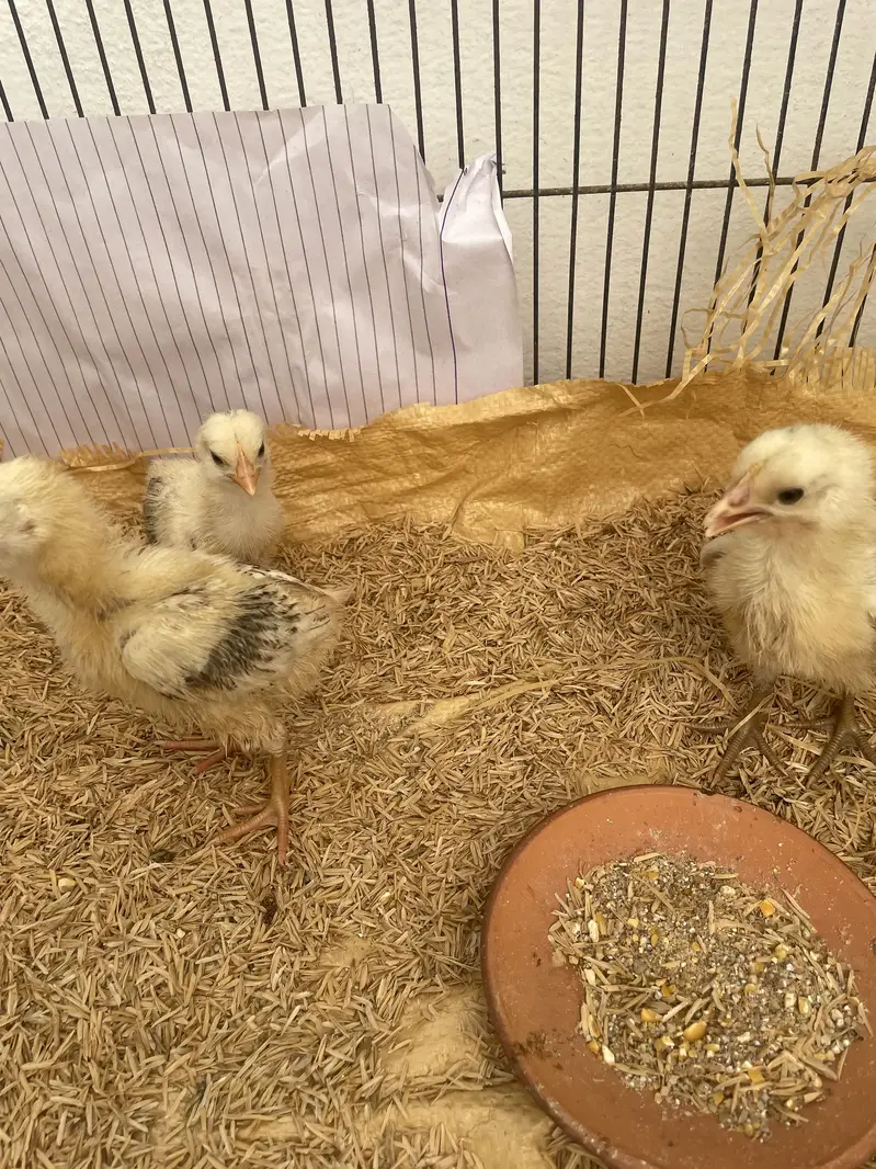 Misri chicks — photo 2