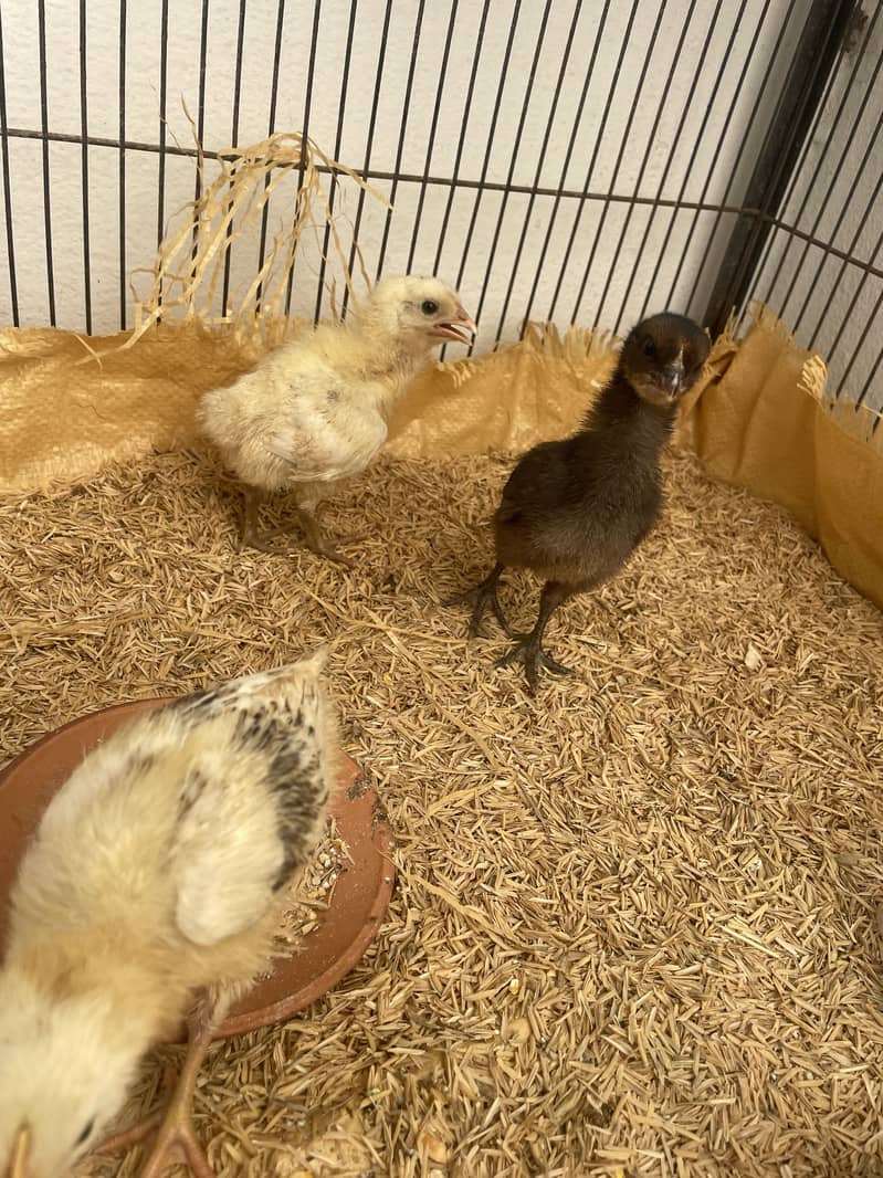 Misri chicks 2