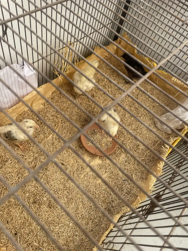 Misri chicks — photo 4