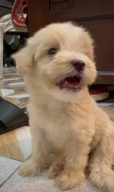 F1 mini Maltipoo puppies