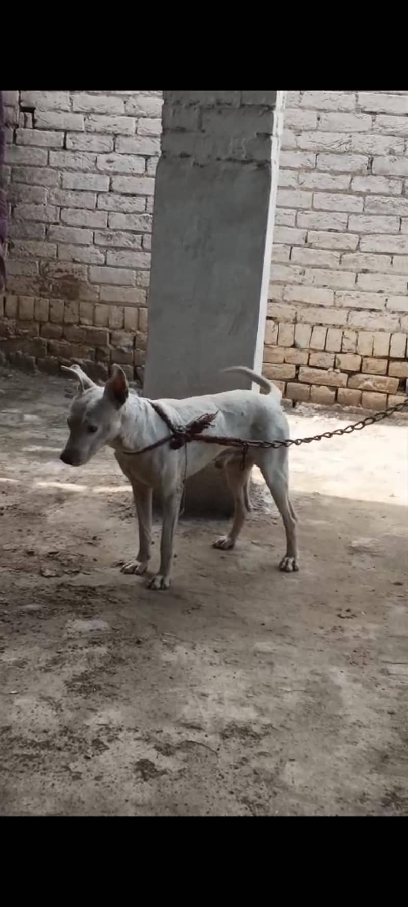 Shokeen 0