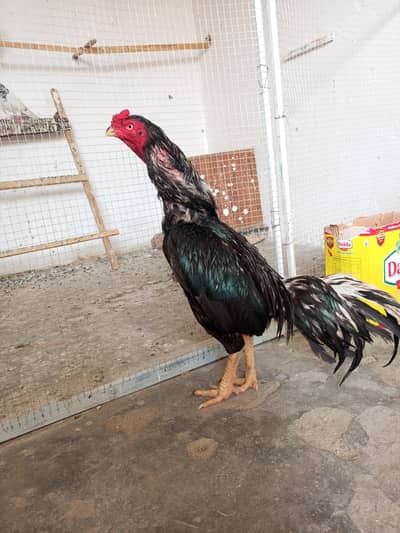 Aseel Heera joda or lasani  murga for sale loc WAH CANTT 03125641760