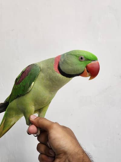 Well Hand tamed Raw Parrot for sale