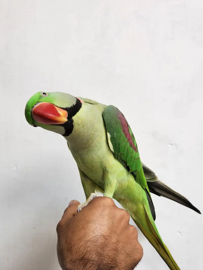 Well Hand tamed Raw Parrot for sale — photo 2