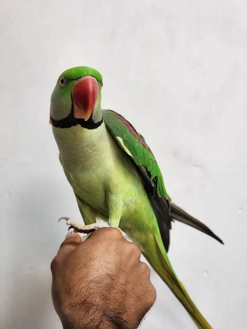 Well Hand tamed Raw Parrot for sale — photo 3