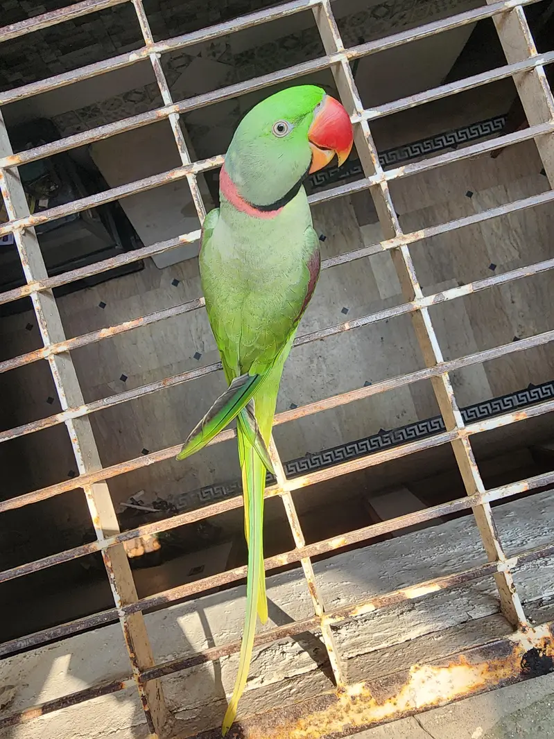 Well Hand tamed Raw Parrot for sale — photo 4