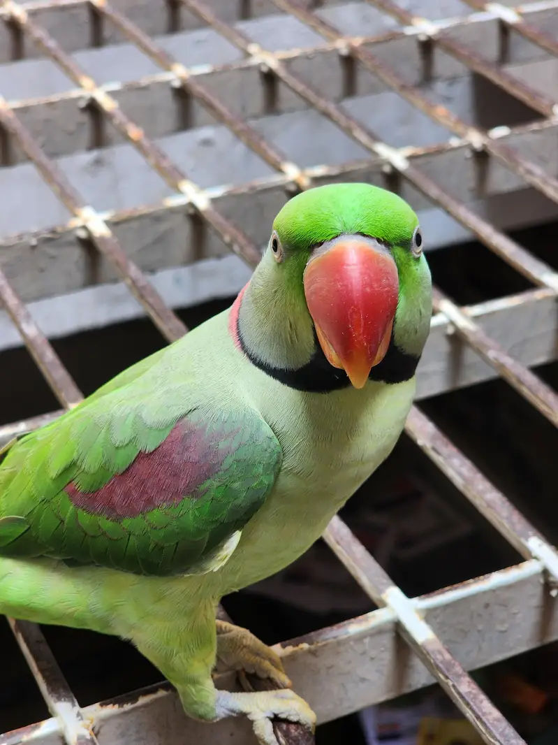 Well Hand tamed Raw Parrot for sale — photo 5