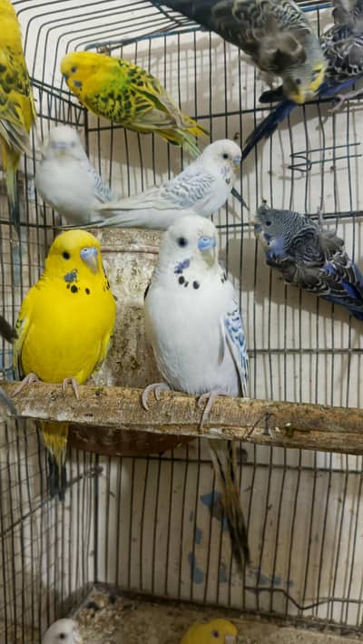 TCB Budgies For Sale, Buy All Pieces Only, Love Bird Opaline Pair