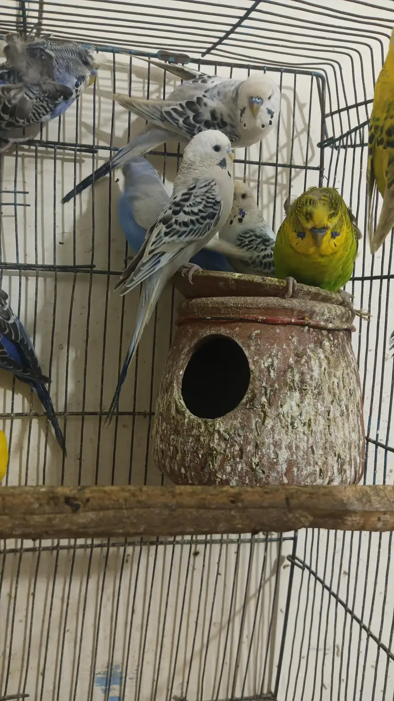 TCB Budgies For Sale, Buy All Pieces Only, Love Bird Opaline Pair — photo 2