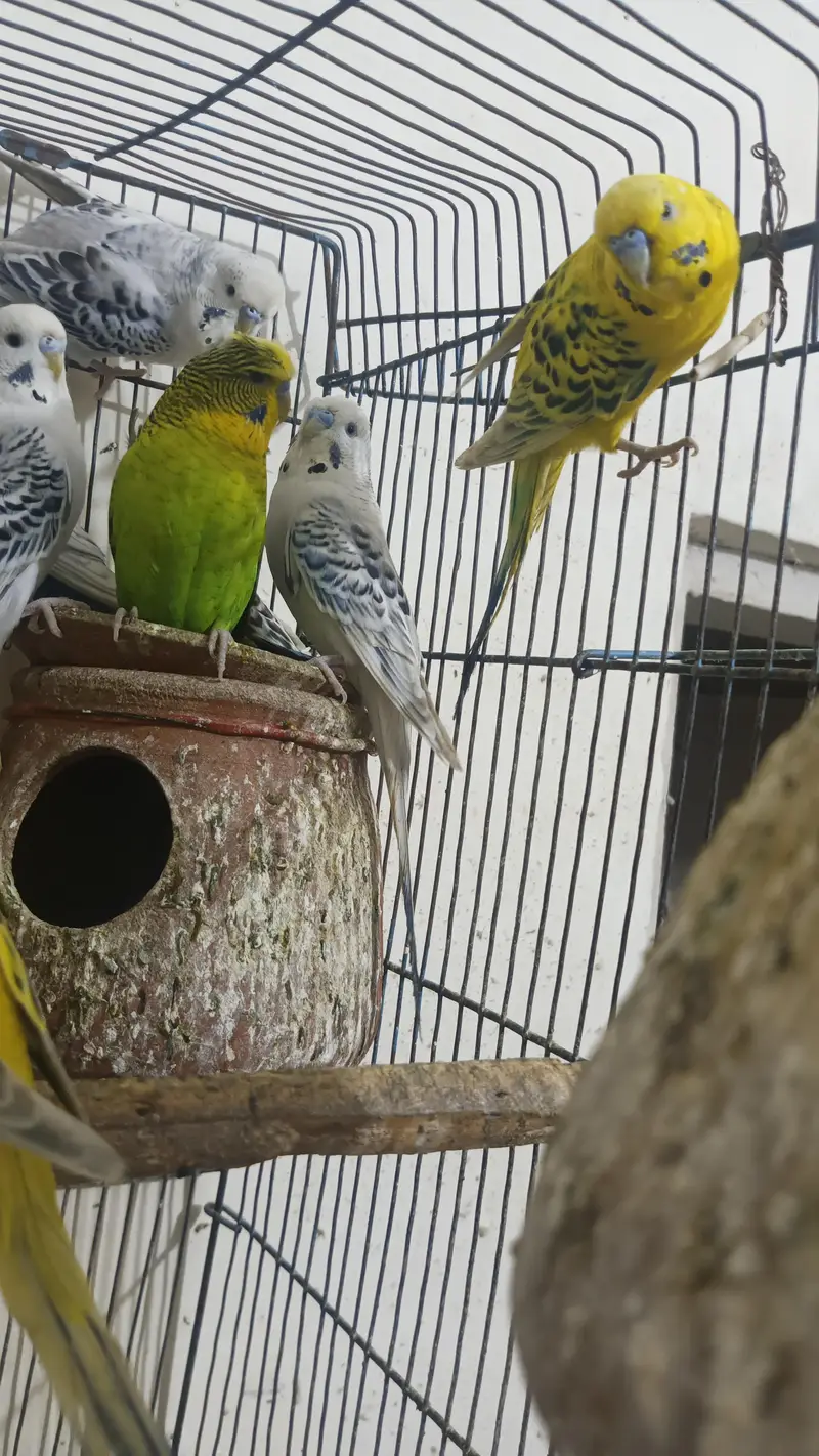 TCB Budgies For Sale, Buy All Pieces Only, Love Bird Opaline Pair — photo 3