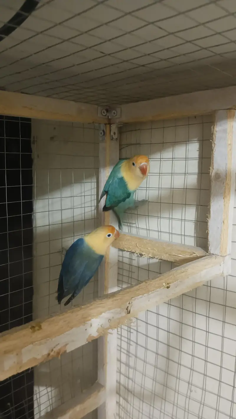 TCB Budgies For Sale, Buy All Pieces Only, Love Bird Opaline Pair — photo 4