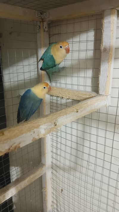 Love Bird Opaline Pair, Parblue Opaline, Violet Parblue Opaline