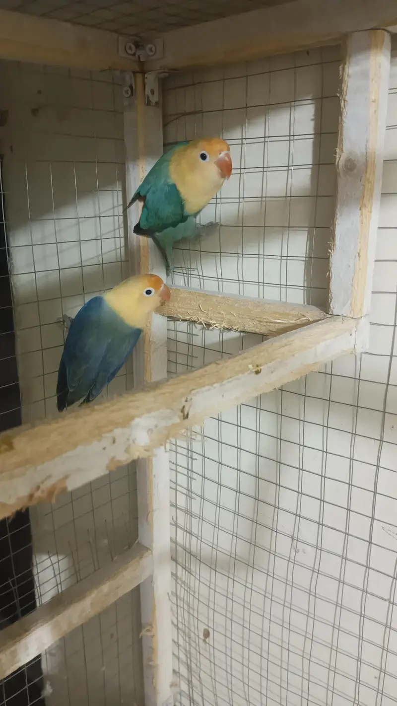 TCB Budgies For Sale, Buy All Pieces Only, Love Bird Opaline Pair — photo 5