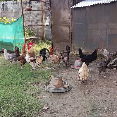 Hens eggs laying