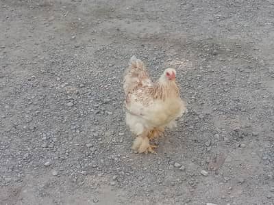 buff hens are available for sale
