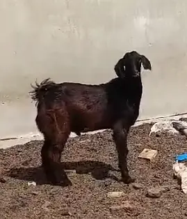 Teddy Bakra Black Tapra Goat, Breeder, Lal Lambi, Zero Female Availabl — photo 10