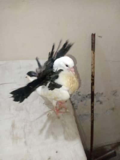 Black Tail Lackay pigeon