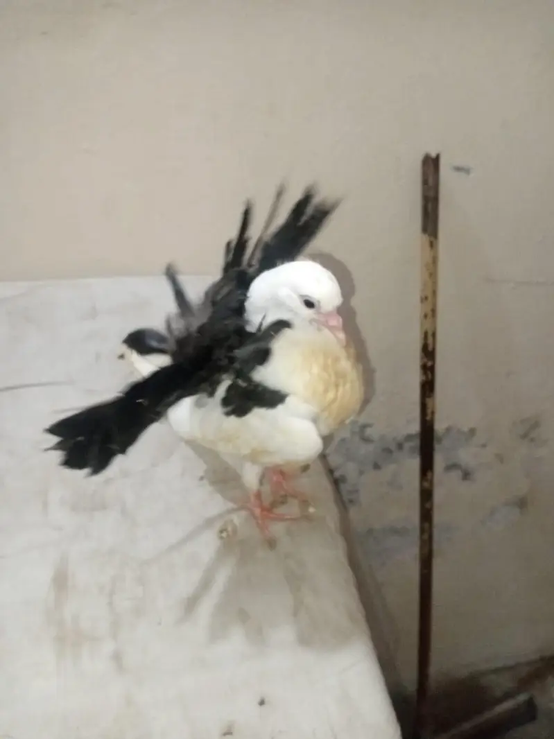 Black Tail Lackay pigeon