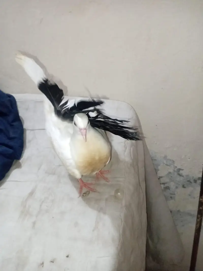 Black Tail Lackay pigeon — photo 2