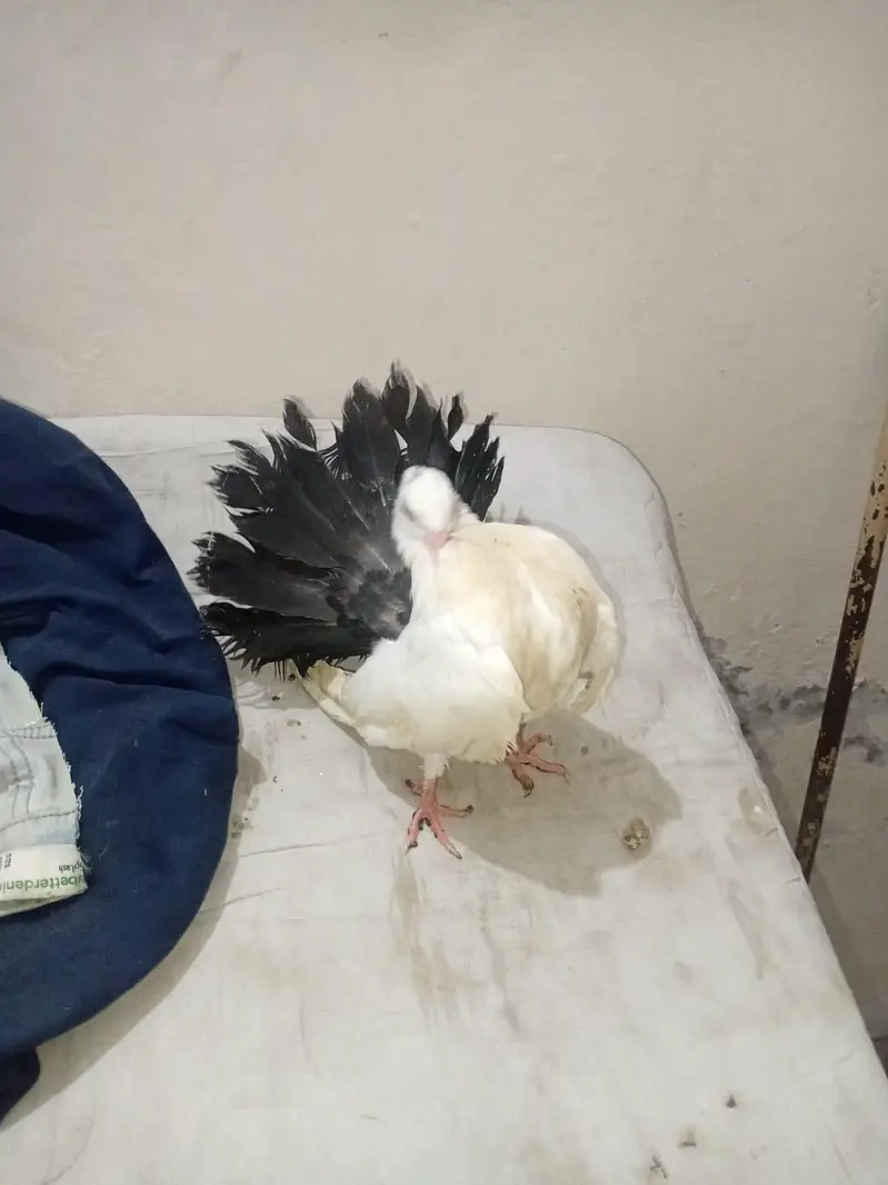 Black Tail Lackay pigeon — photo 3