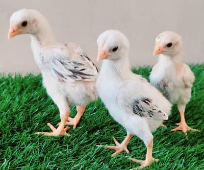 High-quality Turkish hint chicks for sale