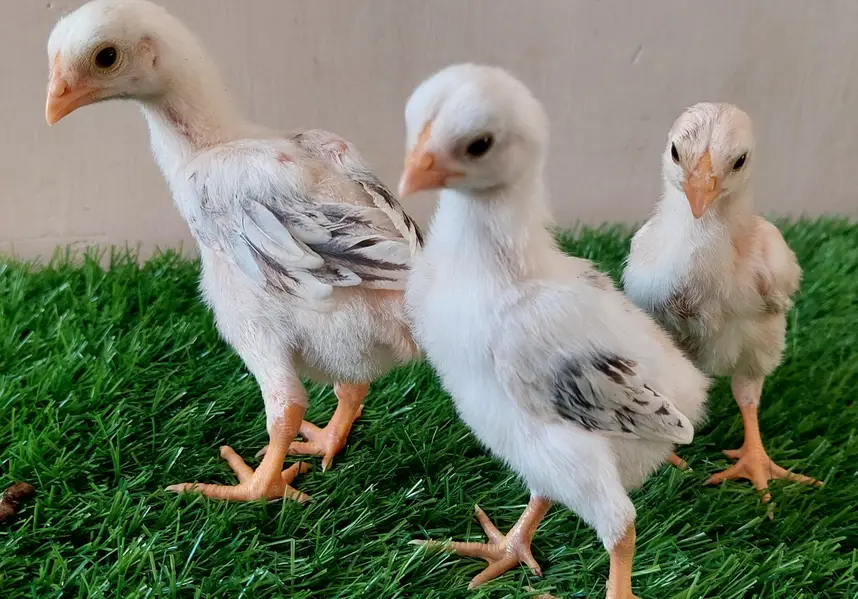 High-quality Turkish hint chicks for sale — photo 2