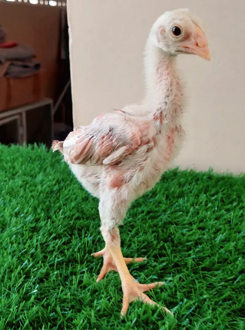 High-quality Turkish hint chicks for sale — photo 3