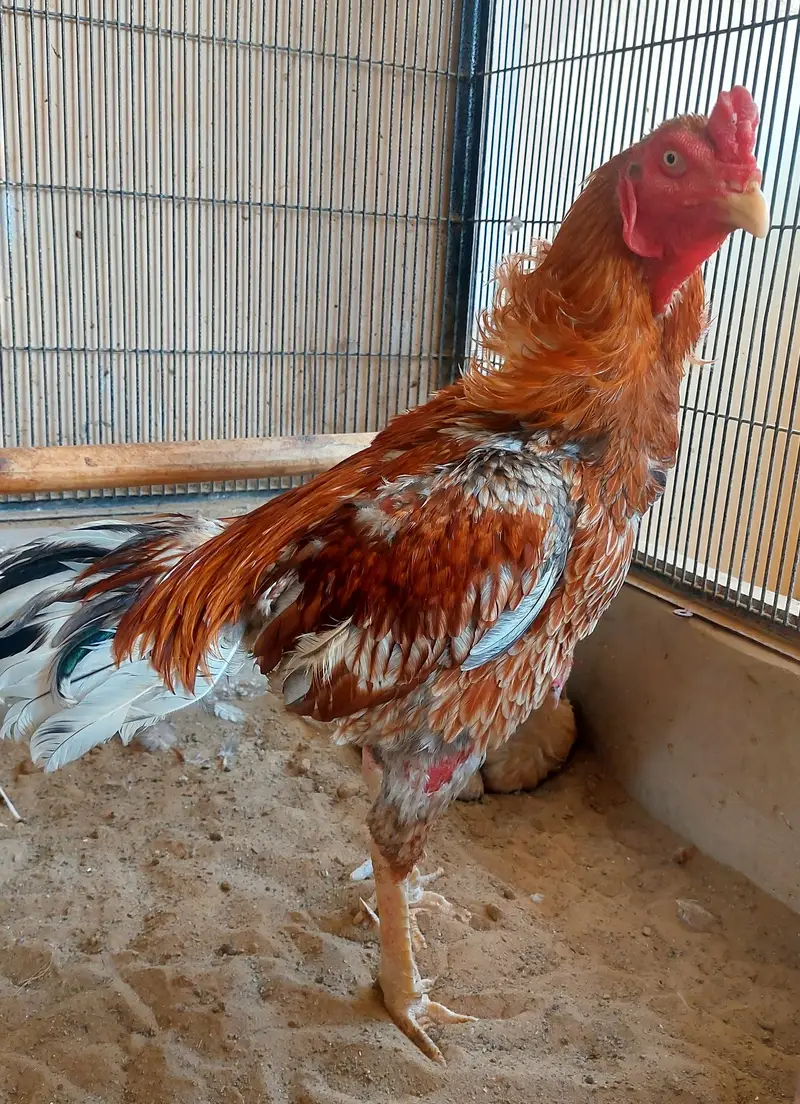 High-quality Turkish hint chicks for sale — photo 4