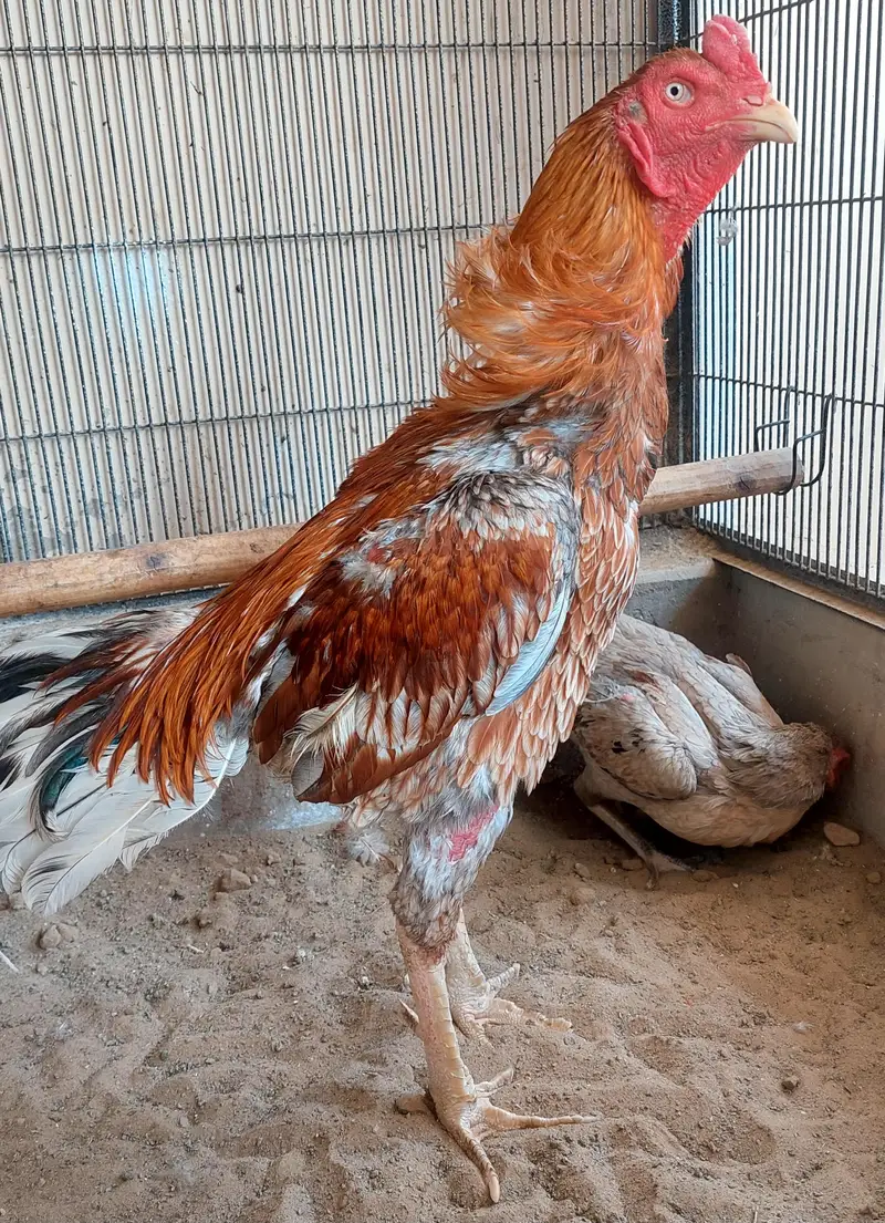 High-quality Turkish hint chicks for sale — photo 5