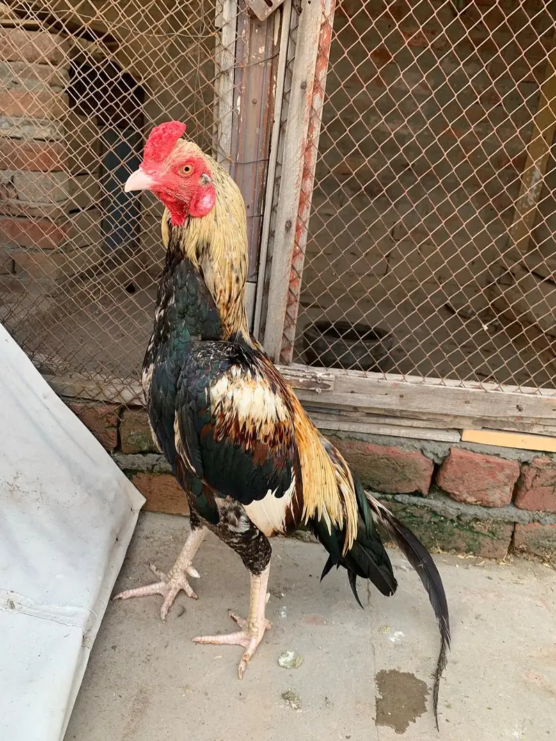 Aseel mianwali — photo 2