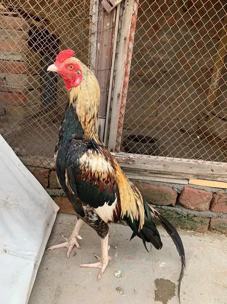 Aseel mianwali — photo 3
